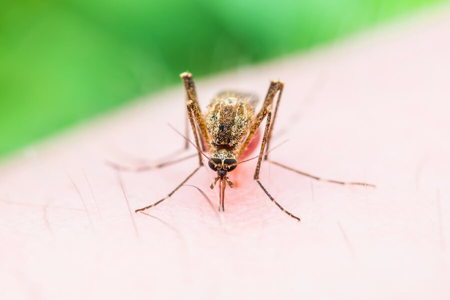 mosquito carrying zika virus in jaipur