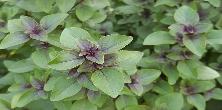 fresh tulsi leaf 