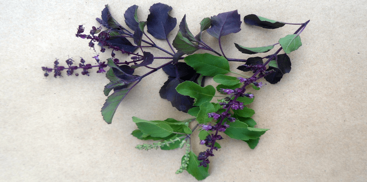 fresh tulsi or holy basil leaves