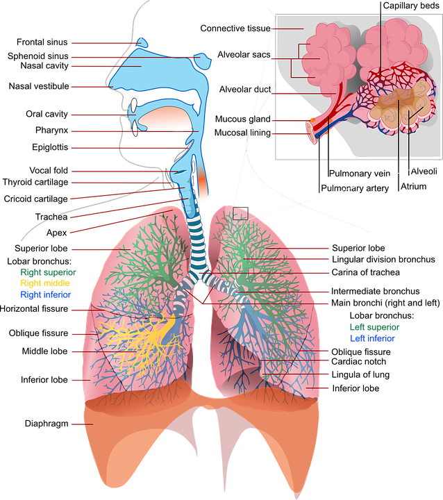 what is bronchitis