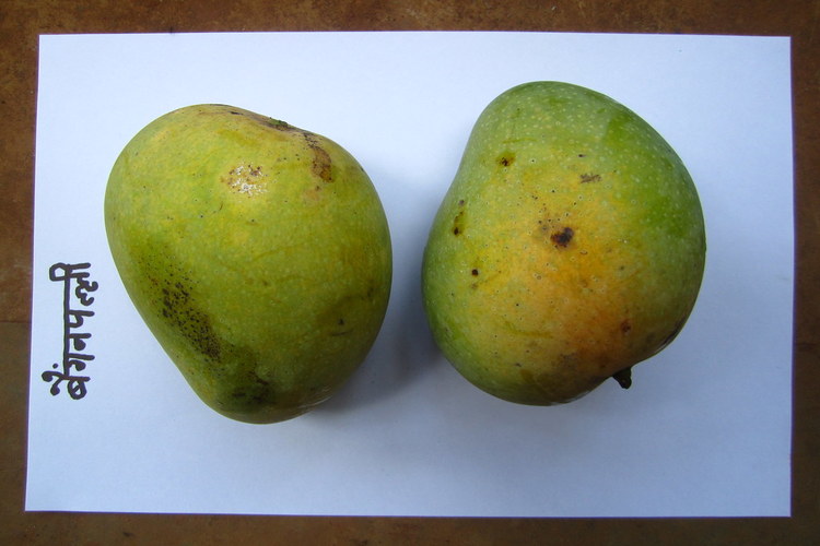 pair of baigan palli mango