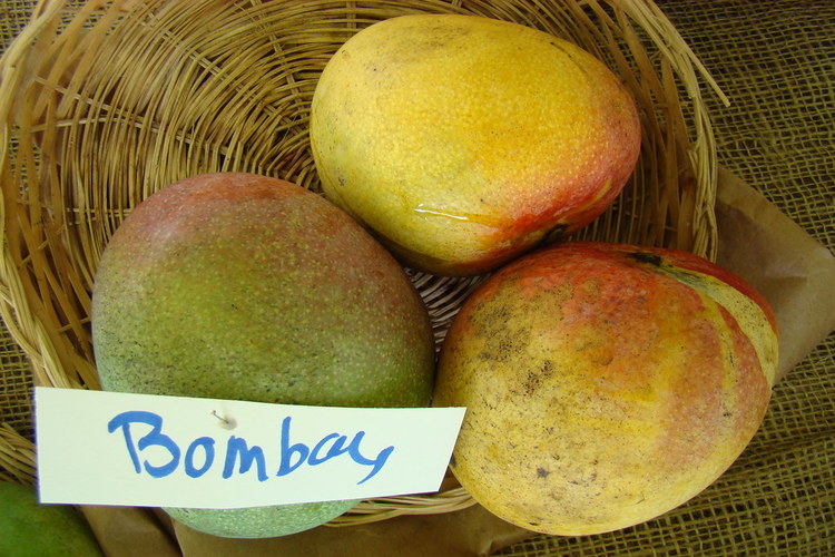 bombaiya malda or bombay mango