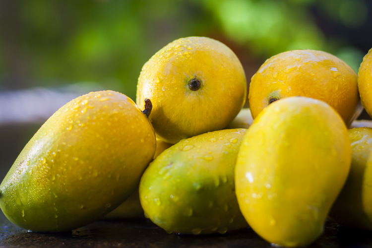 gujrati kesar mango