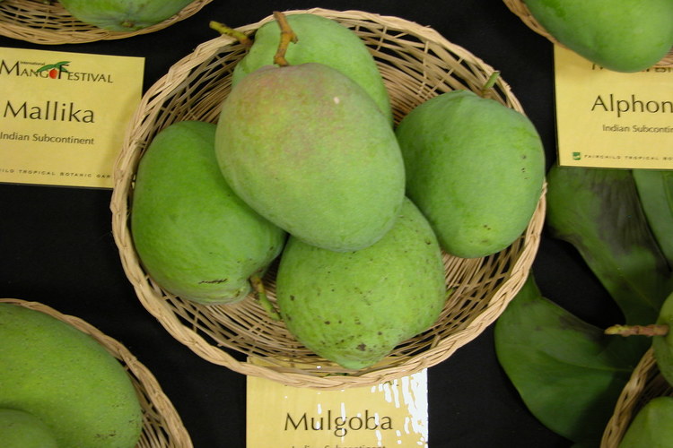 fresh mulgoba mango in display