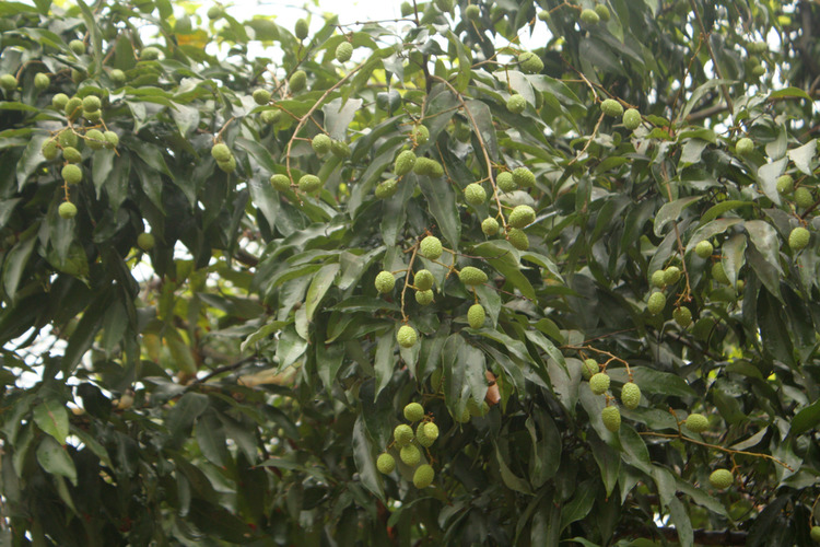 immature litchi in muzffarpur orchards