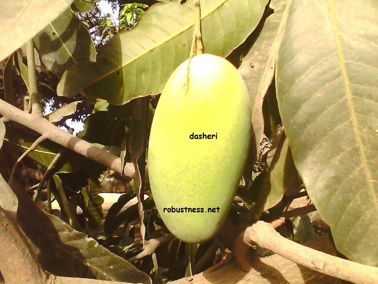 dasheri mango at the orchard