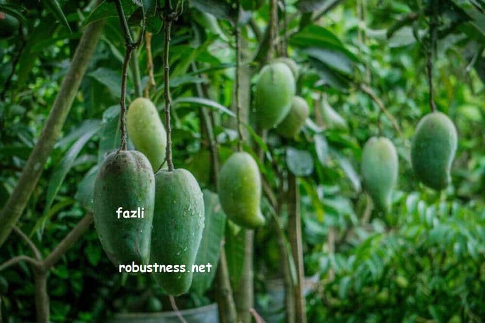 bigger size of mango variety fazli or fozli mango