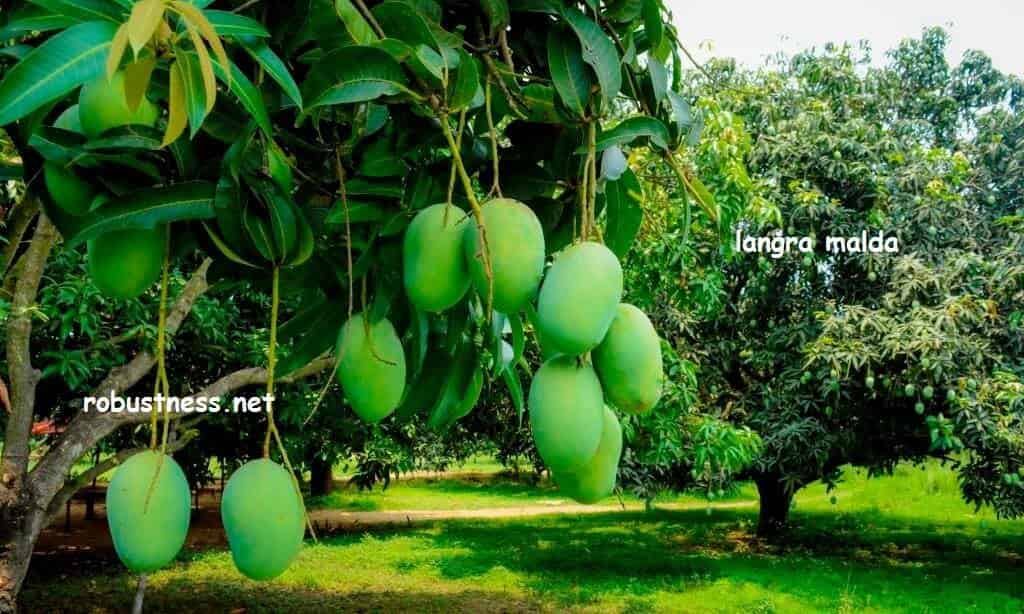 raw langra mangoes on tree