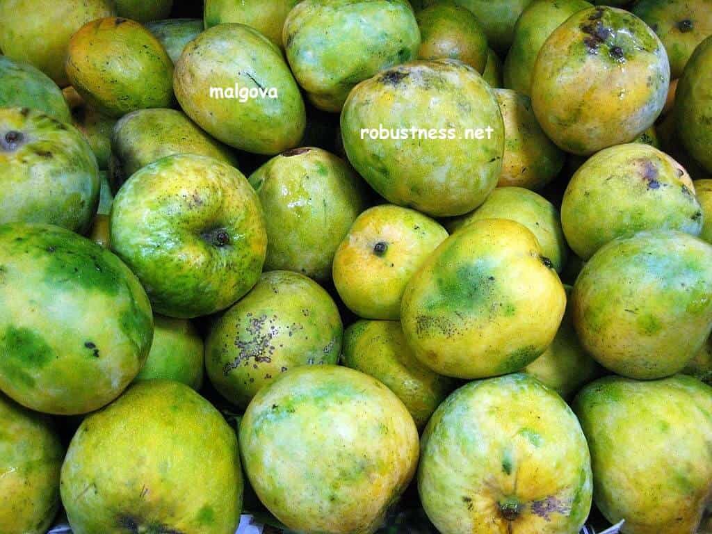 malgova mango in large quantity