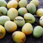 one of the sweetest mango kohitur