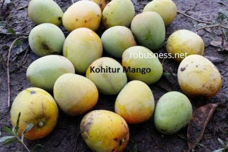 5 Sweetest Mangoes In India 10 Top Varieties Of Mango Of India With