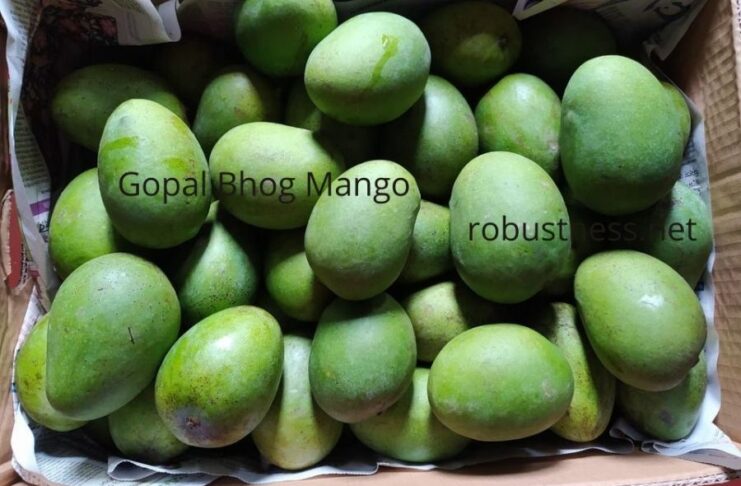 sweetest mango in india gopal bhog
